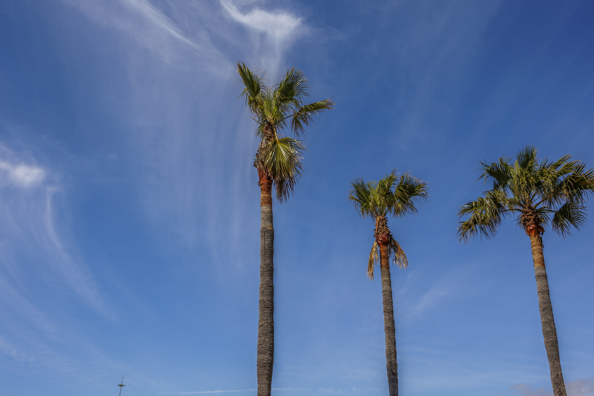 Palm trees rising against a clear blue sky